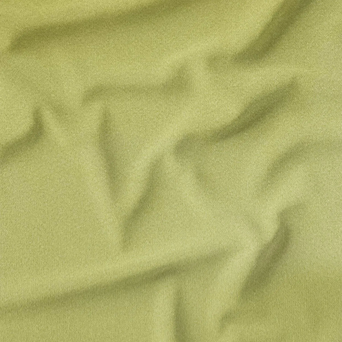 Butterbean (CVP029)