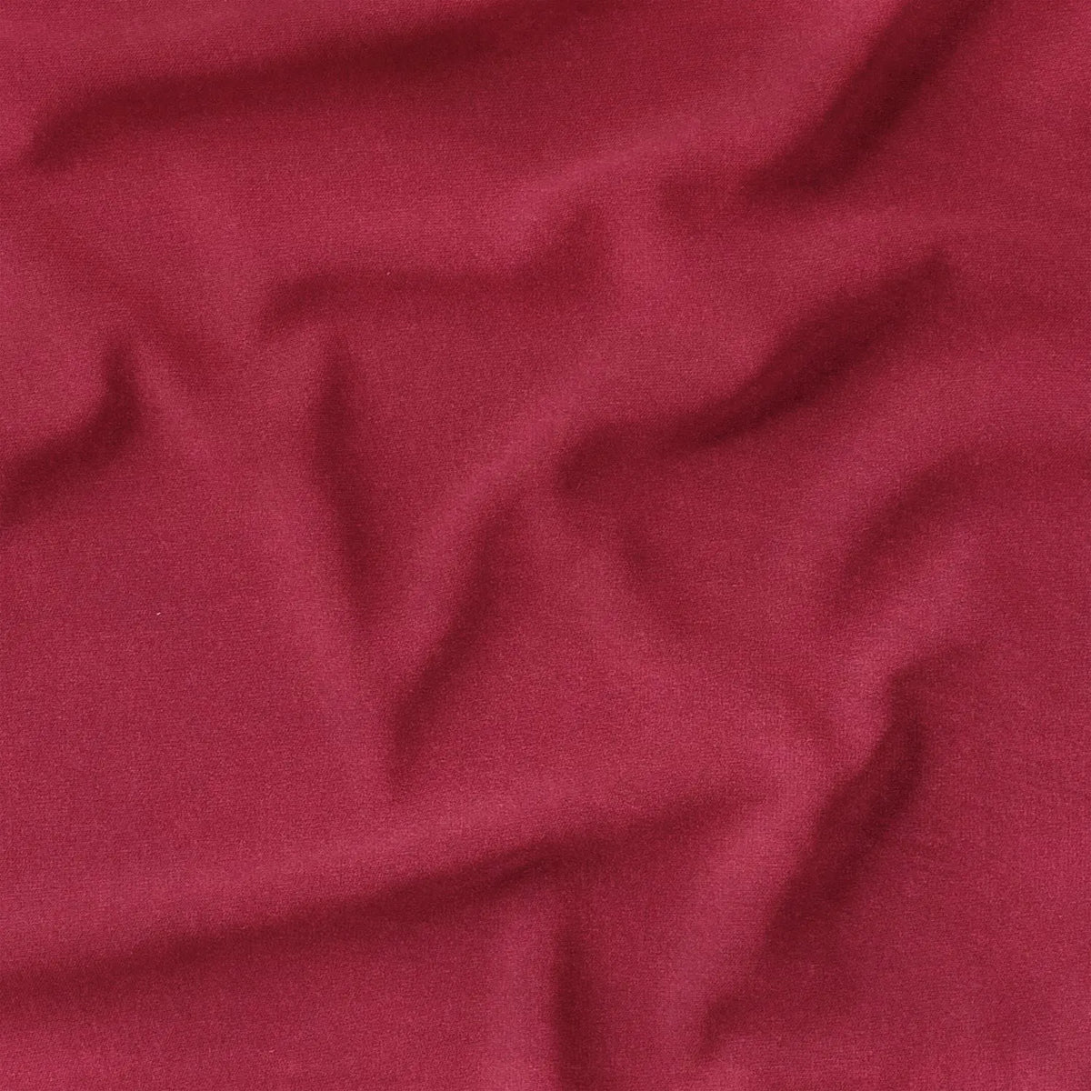 Fuchsia (CVP041)
