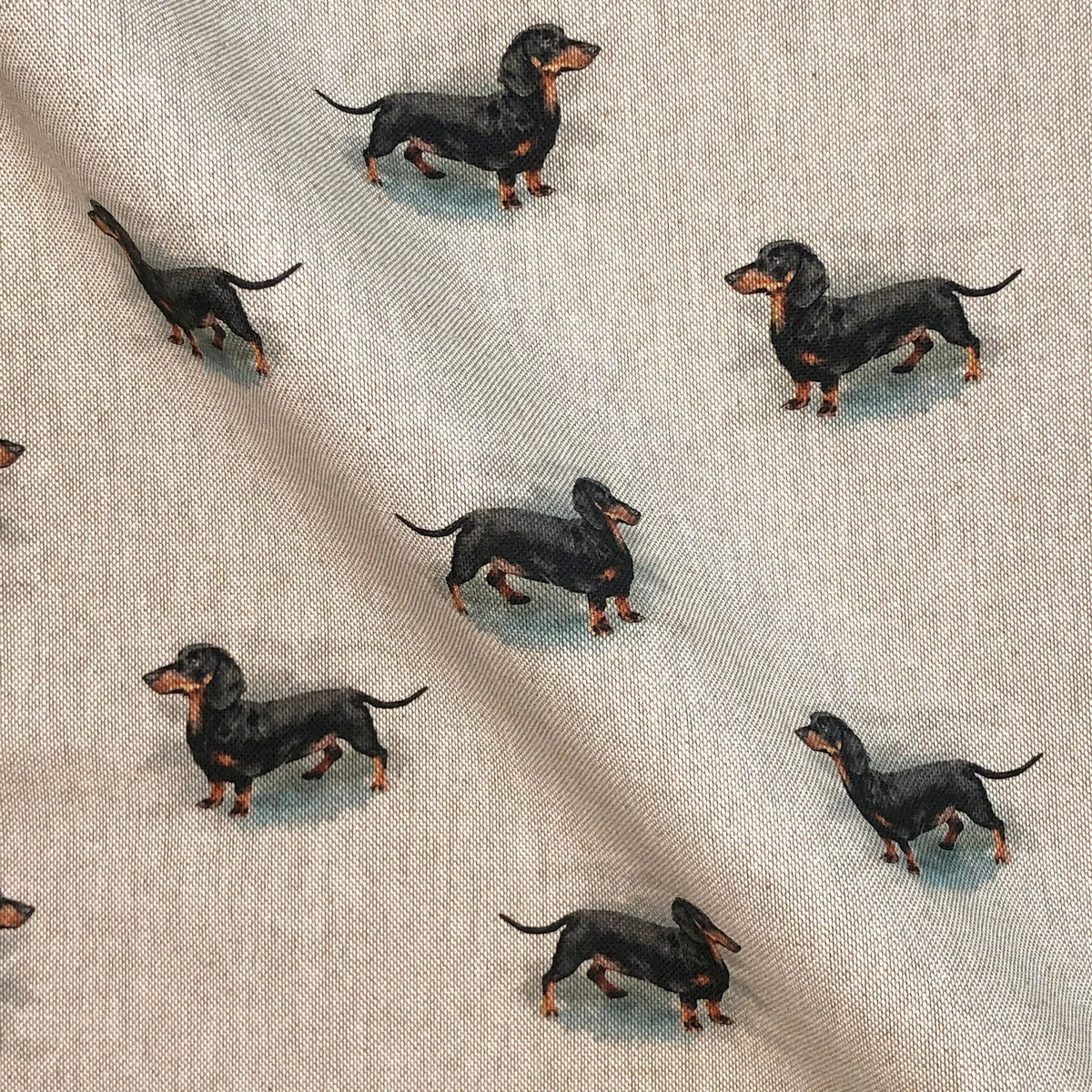 Dachshund All Over (DCA012)