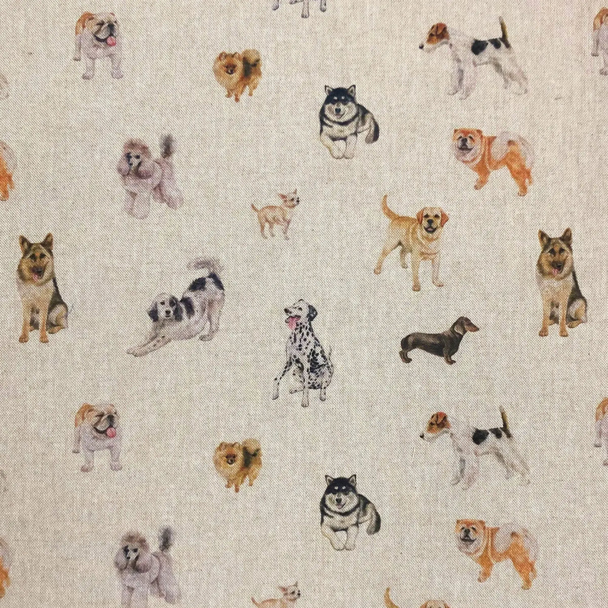 Show Dogs (DCL008)
