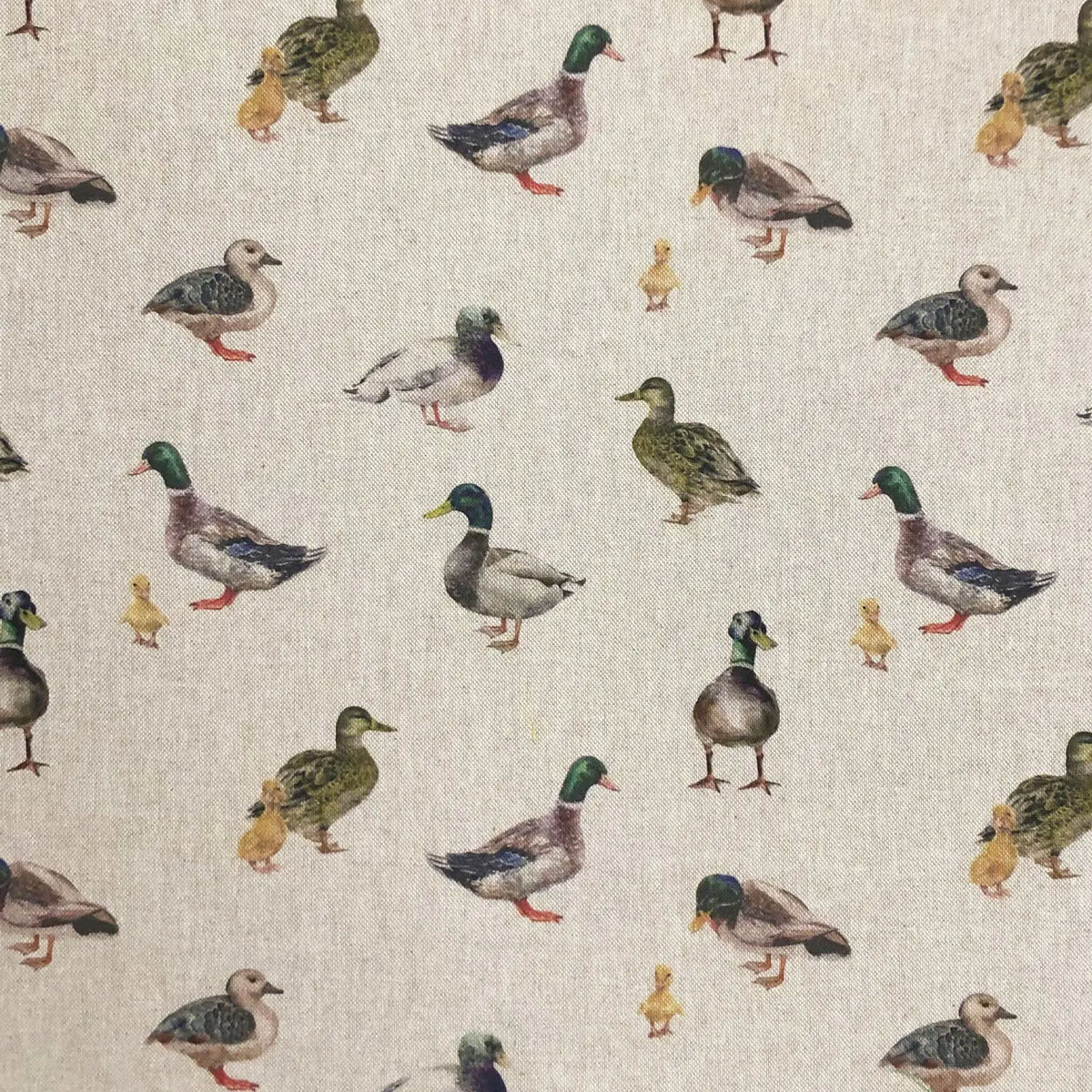 Mallards (DCL014)