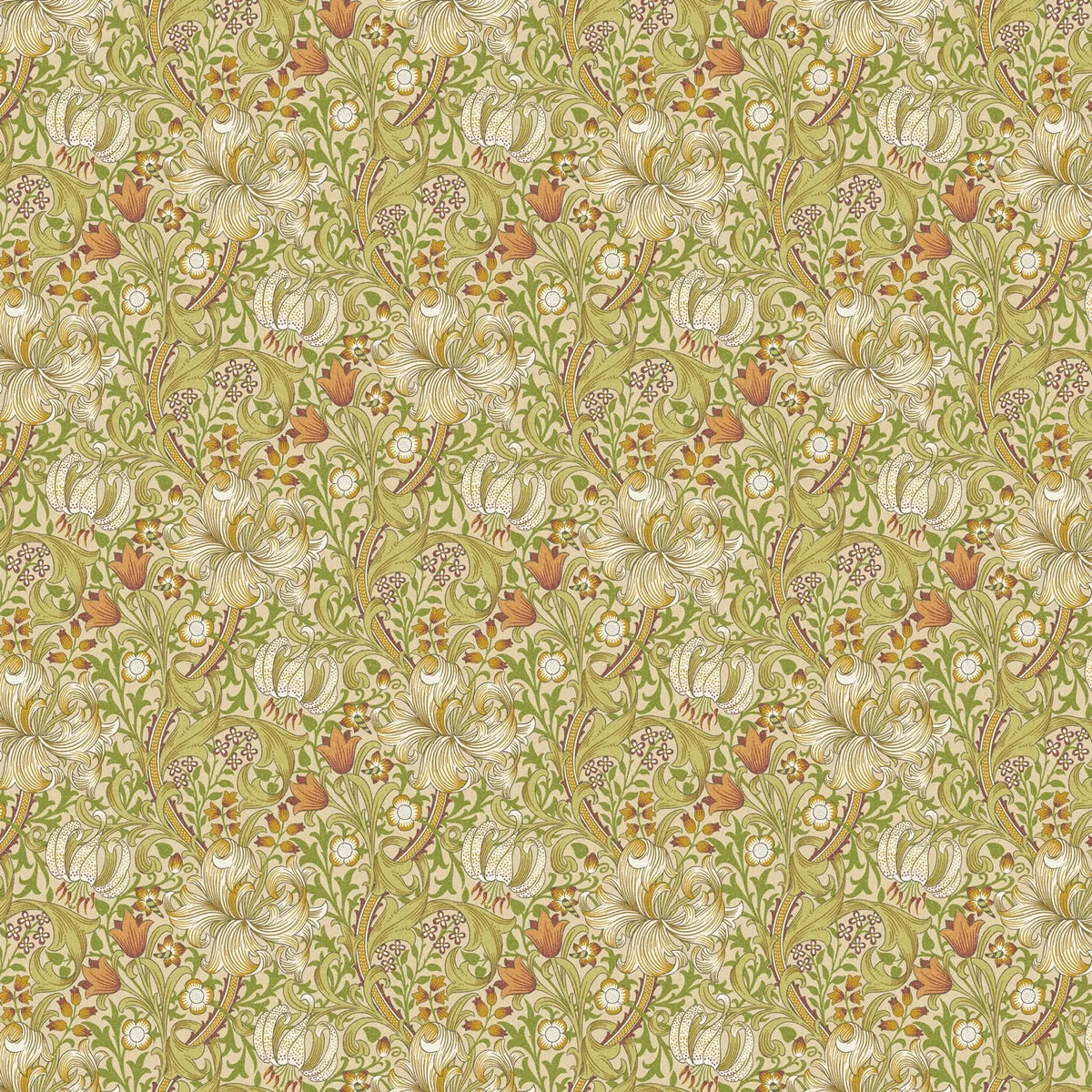 Golden Lily Cornsilk (WMP029)