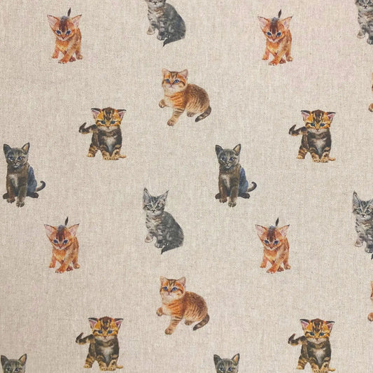 Kittens (DCL009)